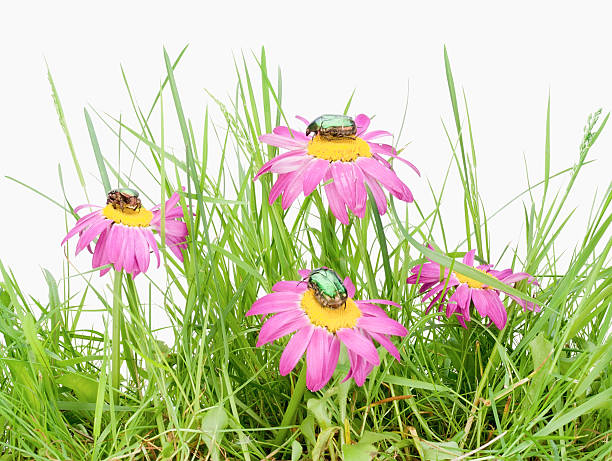 istock Small slice of a meadow 122386567
