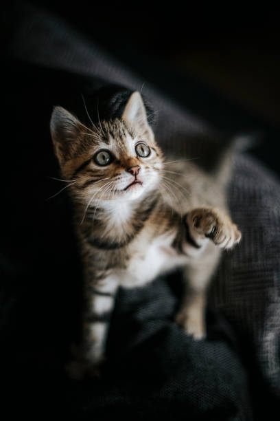 istock Cute striped brown grey kitten bengal look playing 1223865838
