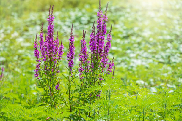 Summer Flowering Purple Loosestrife, Lythrum tomentosum on a green blured background. Summer Flowering Purple Loosestrife, Lythrum tomentosum or spiked loosestrife and purple lythrum on a green blured background. lythrum salicaria purple loosestrife stock pictures, royalty-free photos & images