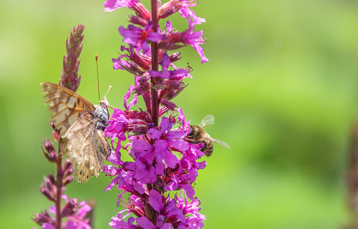 Butterfly and bee are sitting opposite each other on a bright purple flower The process of pollination. Insects bee and butterfly together pollinates a bright pink flower.