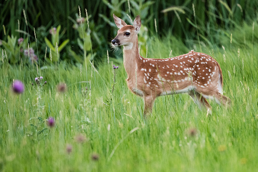 Male roe deer or roebuck in a field in late spring, Norfolk, UK.