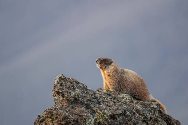 Yellow Bellied Marmot in Rocky Mountain National Park Yellow Bellied Marmot in Rocky Mountain National Park alpine marmot (marmota marmota) stock pictures, royalty-free photos & images