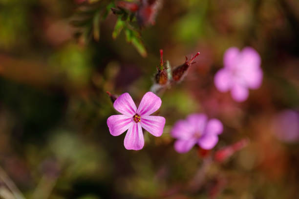 istock Herb Robert Geranium robertianum pink flowers 1223868033