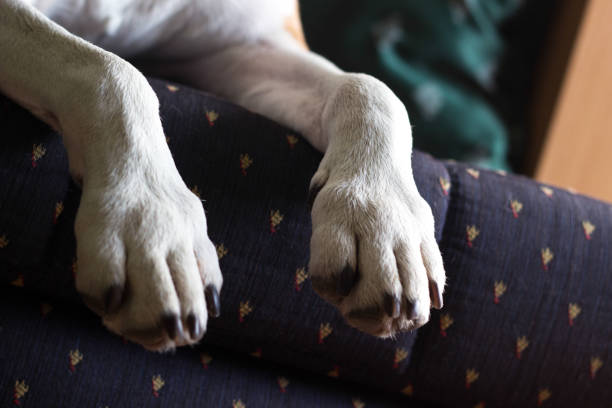 patas de cachorro - paw print paw dog blanket - fotografias e filmes do acervo