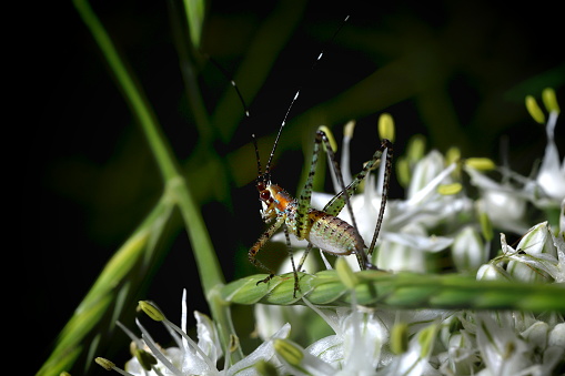A colorful katydid nymph on a white inflorescence