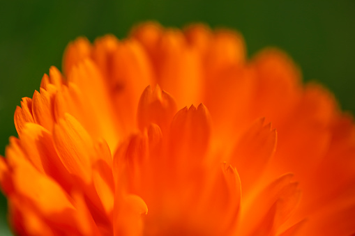 Orange gazania wildflowers growing in Little Karoo after rain in Western Cape, South Africa