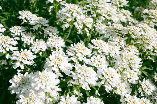Iberis (candytuft) is a flowering plant which is part of the Brassicaceae family and is native to the Old World