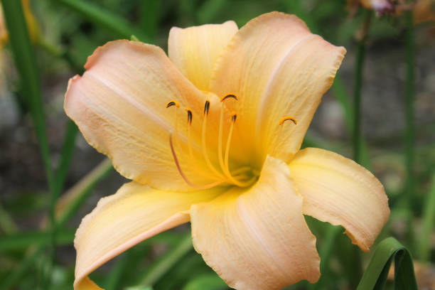 istock yellow lily flower close-up on nature background 1223869478