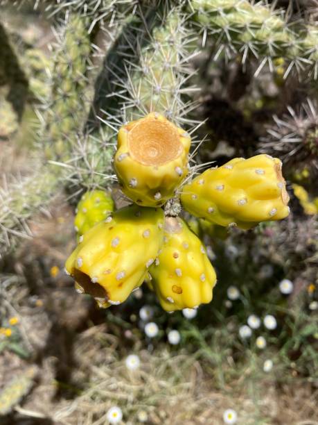 istock Cactus flower in sedona 1223869627