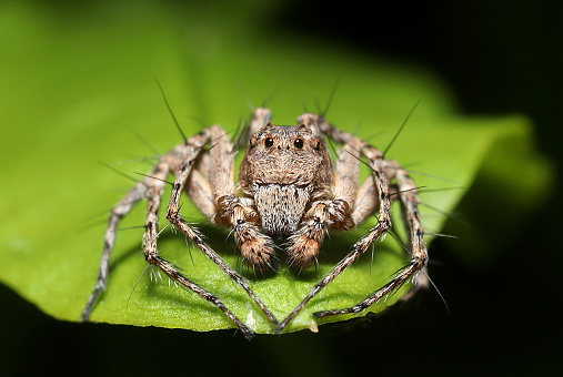 beautiful juming spider with big eyes. taken with macro photography.