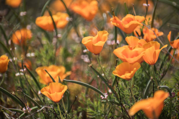 istock Blooming poppy flowers in springtime in California 1223869820