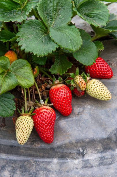 zbliżenie dojrzewających organicznych truskawek na winorośli - strawberry vine zdjęcia i obrazy z banku zdjęć