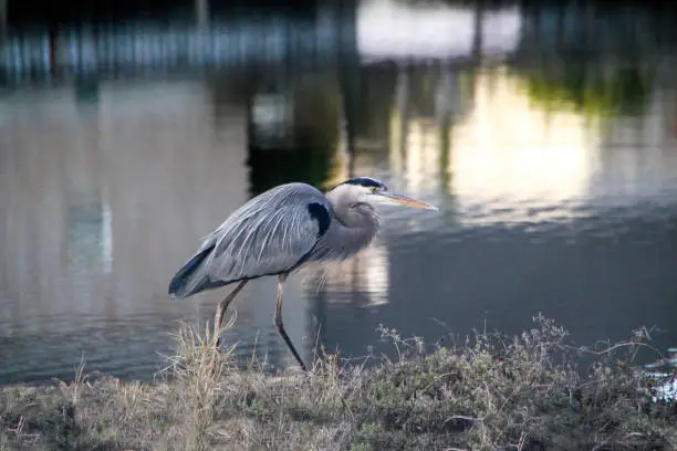 Photo of Great Blue Heron Sneaking Along Water's Edge