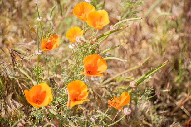 istock Blooming poppy flowers in springtime in California 1223870949