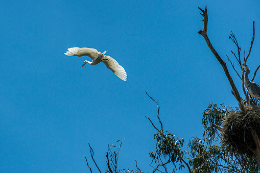 Great egret (Ardea alba) captured in mid-air flying over natural ocean slough, spring nesting area.  Off to camera right is a heron chick sitting in it's nest.