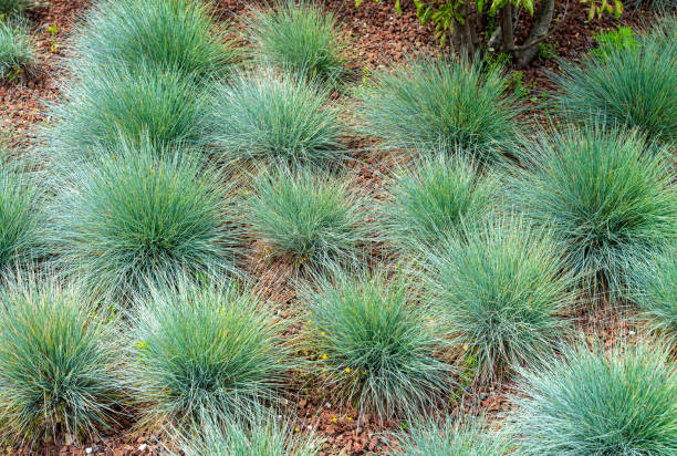 Festuca glauca flowering plant in the grass family. Festuca glauca, commonly known as blue fescue, is a species of flowering plant in the grass family, Poaceae. festuca glauca stock pictures, royalty-free photos & images