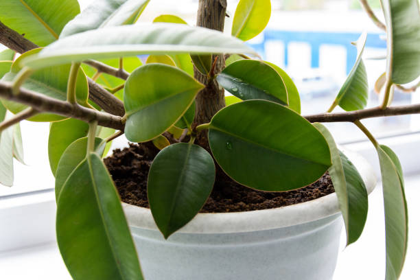 istock decorative houseplant peperomia in a pot on a window background 1223872713