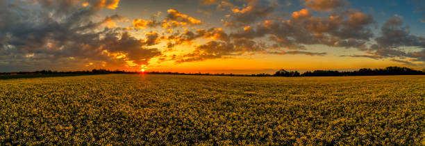 istock Sunset panoramic view over a blloming yellow rapeseed field at spring with orange clouds and the undergoing sun at the horizon as an impressive background. 1223873630