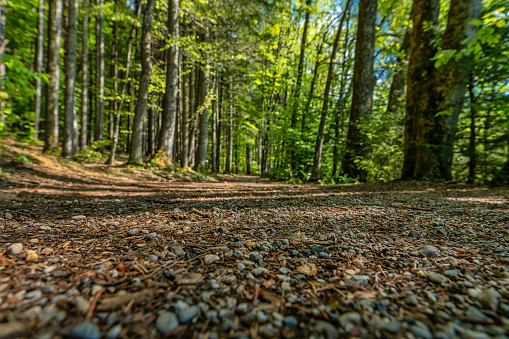 Forest view from low perspective with blurred background at a wonderful spring day.