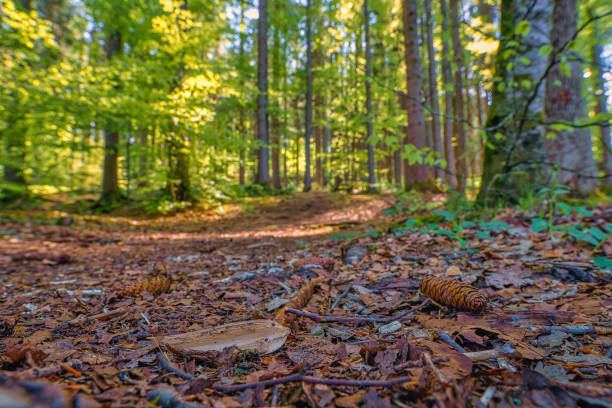 istock Idyllic forest view from low perspective with sunlight in the morning and a blurred background at a wonderful spring day. 1223873652