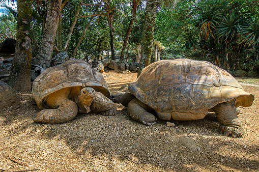 Large turtles are willing to mate in the Vanilla park of the beautiful african island Mauritius.