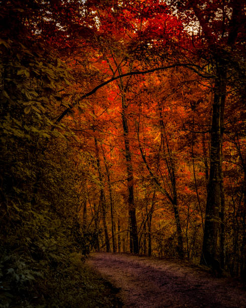 istock Dark Autumn Forest Toned Orange - Atmospheric Mood 1223873769
