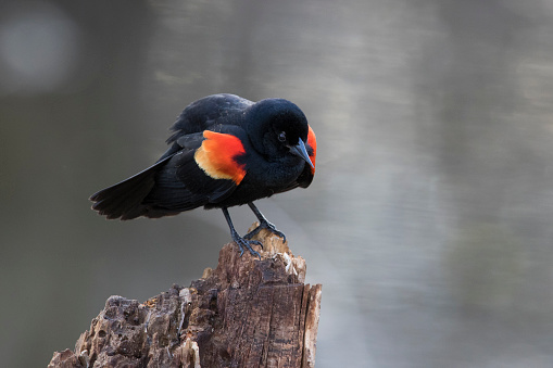red winged blackbird in spring