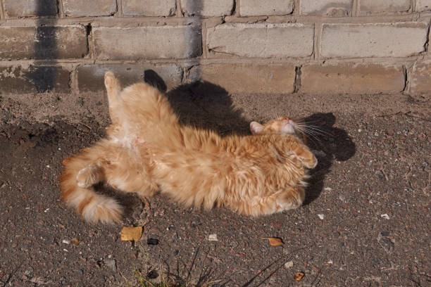 istock The cat basks in the rays of the autumn sun. 1223874513