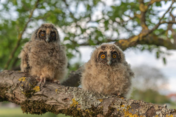 istock Long-eared Owl chicks perched on a branch in an orchard 1223875618