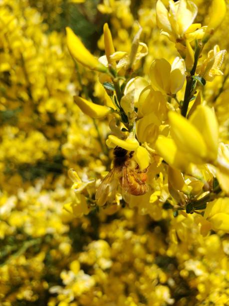 꿀벌 수집 꽃가루 스톡 사진