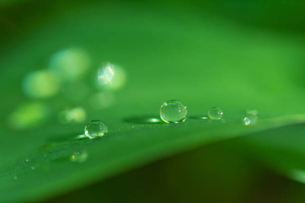 istock Water drops on a lily of the valley leaf in a forest 1223876002