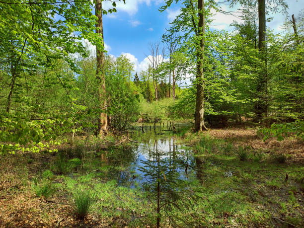 Kaltenhofer Moor in Schleswig-Holstein in Germany