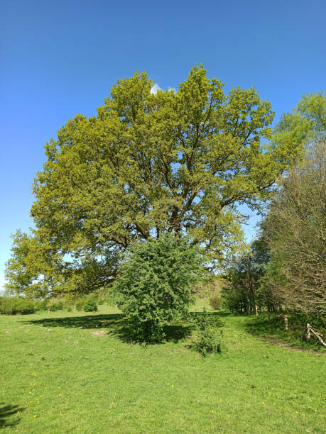 istock Old oak in Schleswig-Holstein in Germany 1223876718