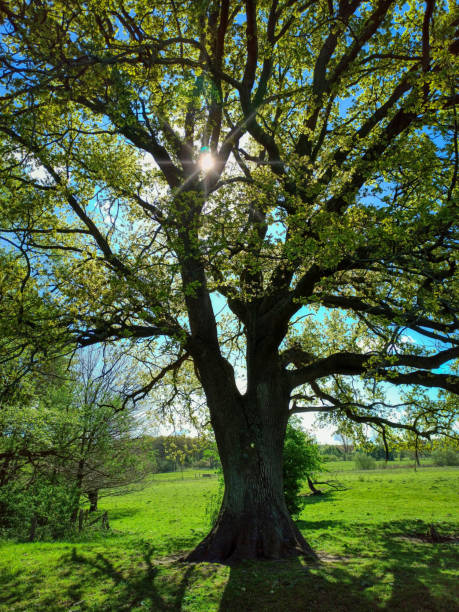 istock Old oak in Schleswig-Holstein in Germany 1223876719