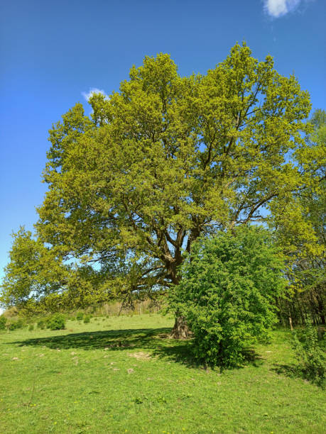istock Old oak in Schleswig-Holstein in Germany 1223876726