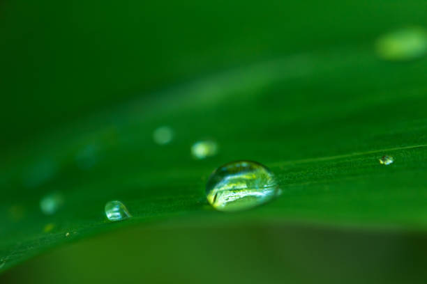 istock Water drops on a lily of the valley leaf in a forest 1223876865