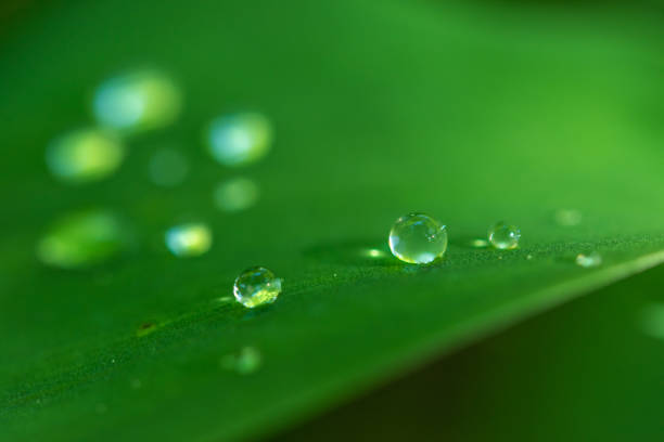 istock Water drops on a lily of the valley leaf in a forest 1223876972