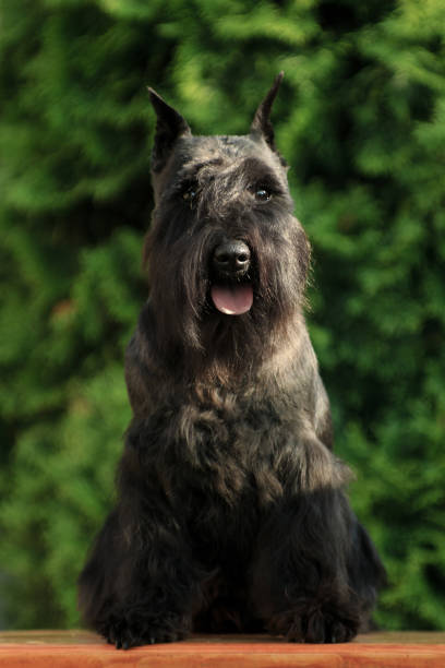 istock Black dog breed miniature schnauzer sits on a bench 1223877019