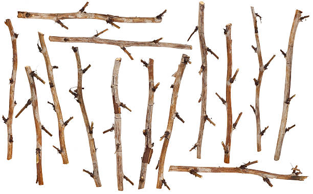 istock Set  of the  dry branches 122387773