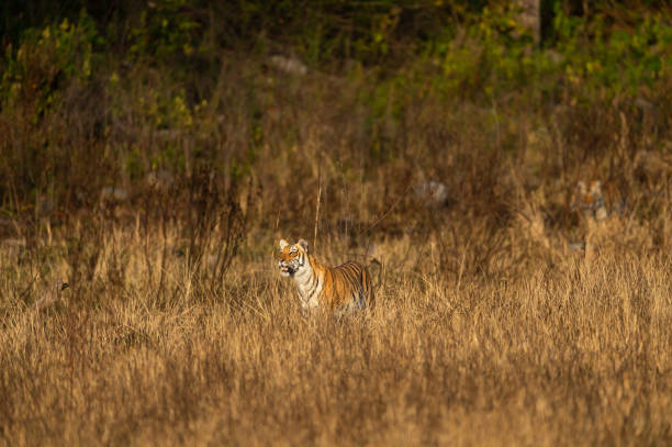 istock Wild tiger in action and stalking prey walking in grass. A tiger behavior image at dhikala zone safari of jim corbett national park or tiger reserve, Ramnagar, uttarakhand, india - panthera tigris 1223877996