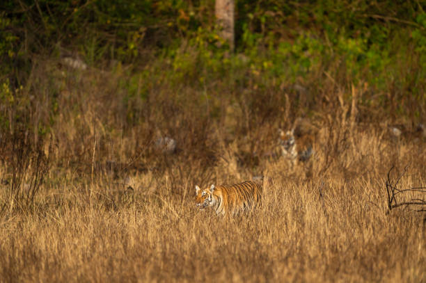 istock Wild tiger in action and stalking prey walking in grass. A tiger behavior image at dhikala zone safari of jim corbett national park or tiger reserve, Ramnagar, uttarakhand, india - panthera tigris 1223878005