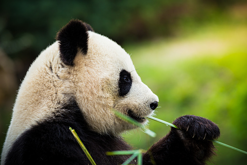 Giant panda, Ailuropoda melanoleuca