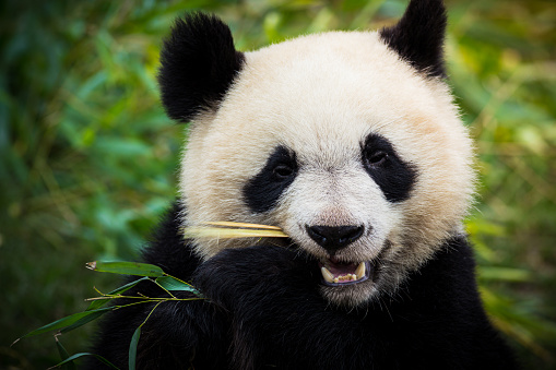 A lovely giant panda is smiling and looking at camera