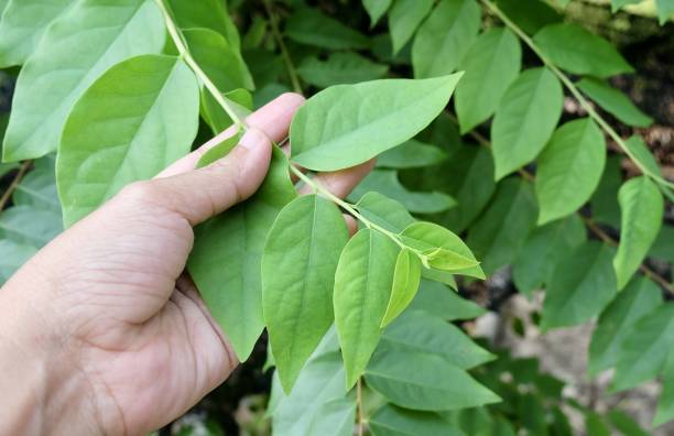 istock Hand Holding Star Gooseberries Leaves on Tree 1223878806
