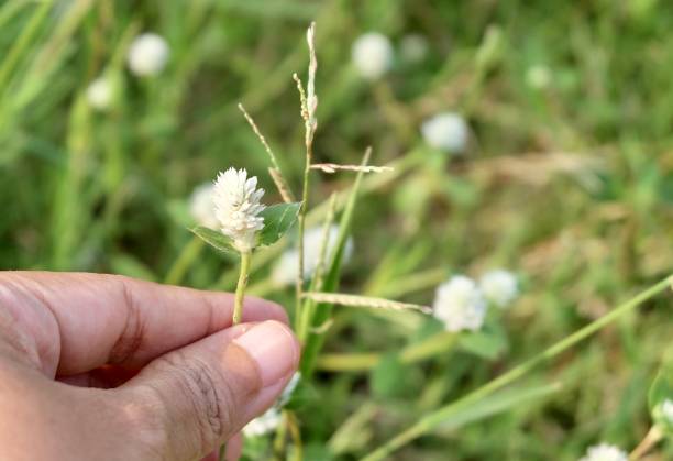 istock Hand Holding A White Gomphrena Weed Flower 1223878834