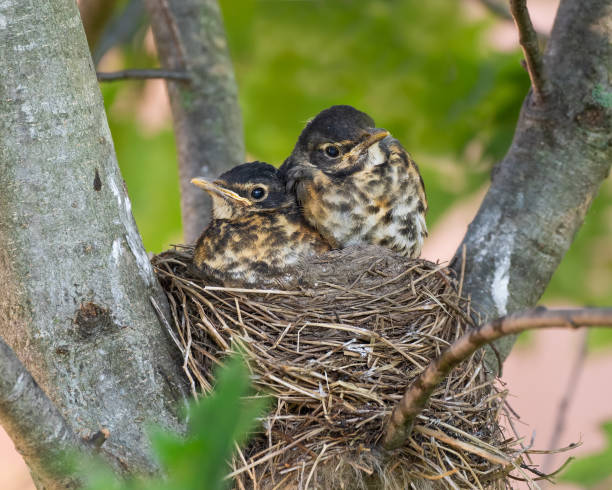 istock Two American robin nestlings 1223879584