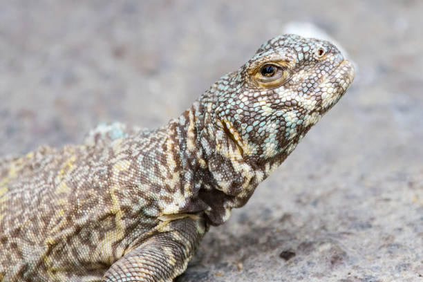 ящерица-коллард - lizard collared lizard reptile animal стоковые фото и изображения