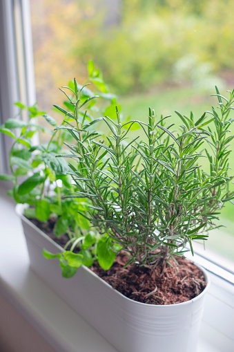 Fresh basil, mint and rosemary are growing in a large white flower pot on windowsill indoors. Window mini garden concept.