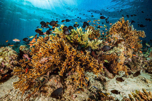 Reef with Amazing Biodiversity, Many Fish Spieces around Millepora Fire Corals, Moyo Island, Indonesia Millepora Fire Corals are not true corals but more closely related to Hydra and other hydrozoans, making them hydrocorals. They make up the only genus in the monotypic family Milleporidae. Acropora corals on top. A lot of fish species: Sea Goldies Pseudanthias squamipinnis, Threadfin Anthias Pseudanthias huchti, Threespot Dascyllus Dascyllus trimaculatus, Tropical Striped Triplefin Helcogramma striatum, Eastern Triangular Butterflyfish Chaetodon baronessa, Pale-tail Chromis Chromis xanthura, Sergeant-Major Abudefduf vaigiensis, Klein's Butterflyfish Chaetodon kleinii, Bluestreak Cleaner Wrasse Labroides dimidiatus and some more. West side of Moyo Island, North of Sumbawa, Indonesia, 8°15'41.89" S 117°29'12.25" E at 7m depth abudefduf vaigiensis stock pictures, royalty-free photos & images