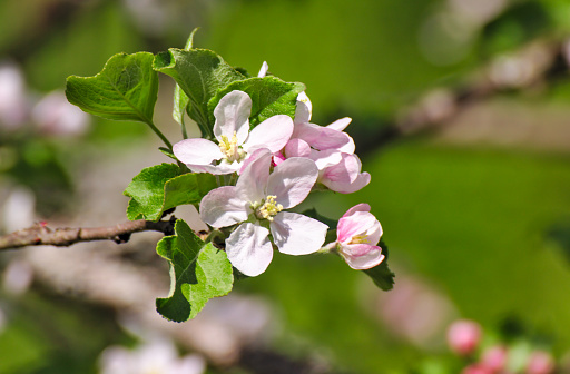 Apple tree flowers blossom. Buds and flowers on a branch in the spring.
